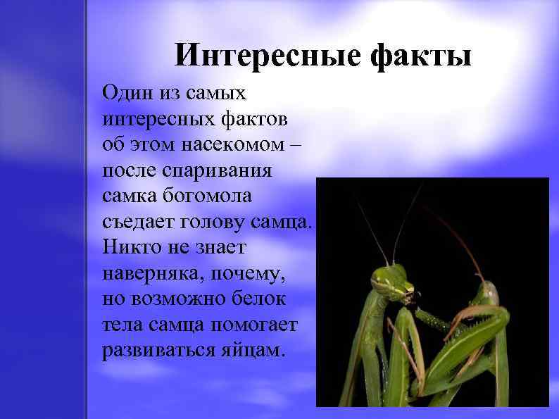 Интересные факты Один из самых интересных фактов об этом насекомом – после спаривания самка