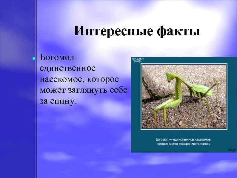 Интересные факты Богомолединственное насекомое, которое может заглянуть себе за спину. 