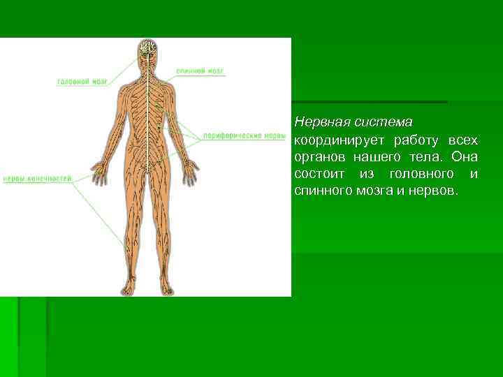 Нервная система координирует работу всех органов нашего тела. Она состоит из головного и спинного