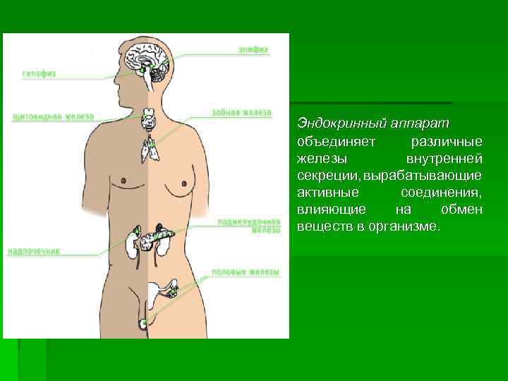 Эндокринный аппарат объединяет различные железы внутренней секреции, вырабатывающие активные соединения, влияющие на обмен веществ