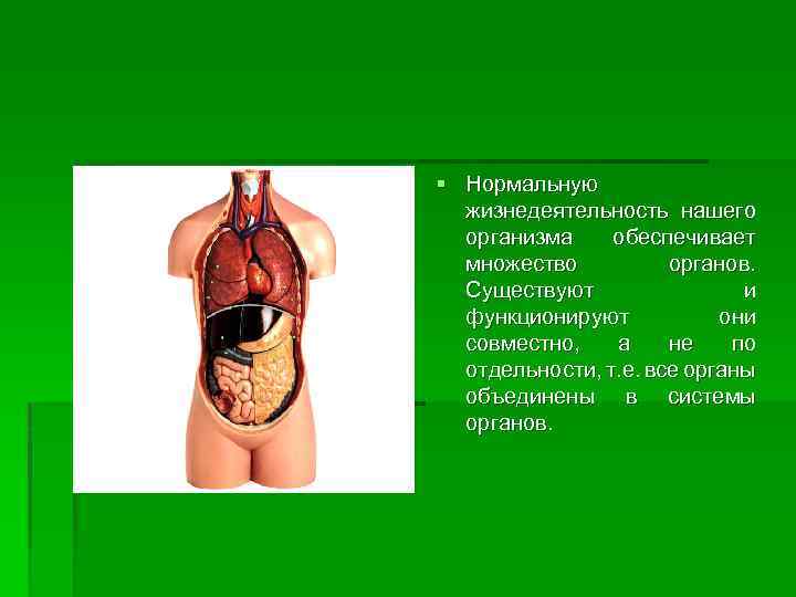 § Нормальную жизнедеятельность нашего организма обеспечивает множество органов. Существуют и функционируют они совместно, а