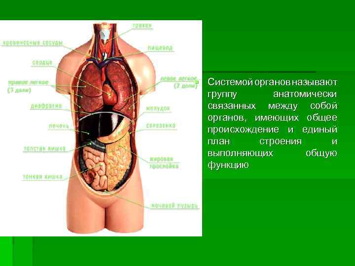 § Системой органов называют группу анатомически связанных между собой органов, имеющих общее происхождение и