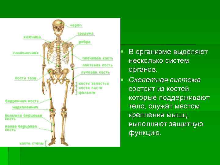 § В организме выделяют несколько систем органов. § Скелетная система состоит из костей, которые