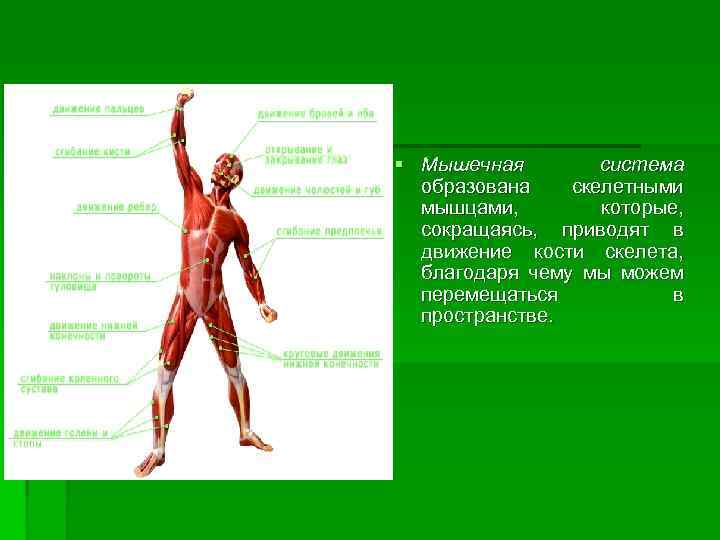 § Мышечная система образована скелетными мышцами, которые, сокращаясь, приводят в движение кости скелета, благодаря