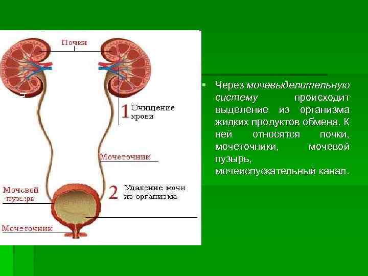 http: //www. hudeika. ru/pochki 3. html § Через мочевыделительную систему происходит выделение из организма