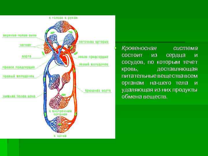 § Кровеносная система состоит из сердца и сосудов, по которым течет кровь, доставляющая питательные