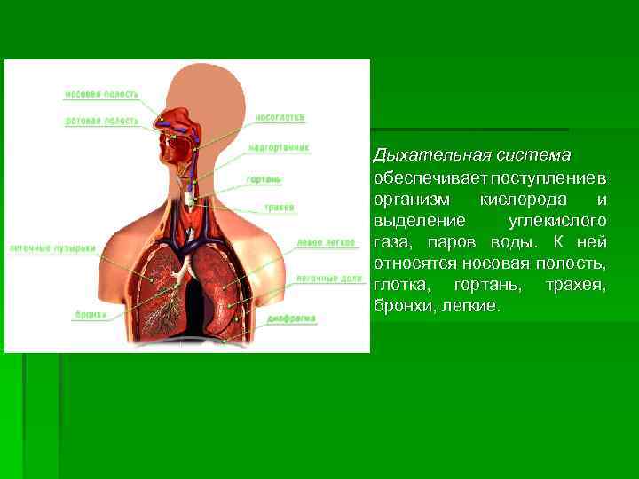 Дыханием обеспечивает. Дыхание система обеспечивает поступление в организм. Дыхательная система обеспечивает организм человека. Поступление кислорода в организм. Дыхательная система обеспечивает поступление в организм кислорода.