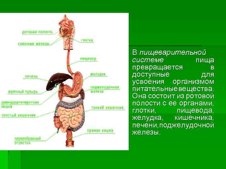 Пищеварительная система состоит из