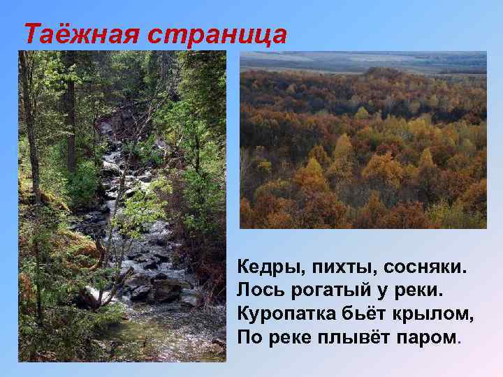 Таёжная страница Кедры, пихты, сосняки. Лось рогатый у реки. Куропатка бьёт крылом, По реке