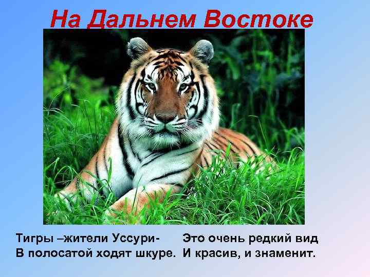 На Дальнем Востоке Тигры –жители Уссури. Это очень редкий вид В полосатой ходят шкуре.