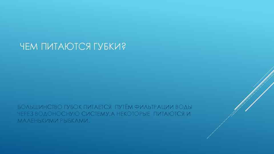 ЧЕМ ПИТАЮТСЯ ГУБКИ? БОЛЬШИНСТВО ГУБОК ПИТАЕТСЯ ПУТЁМ ФИЛЬТРАЦИИ ВОДЫ ЧЕРЕЗ ВОДОНОСНУЮ СИСТЕМУ, А НЕКОТОРЫЕ