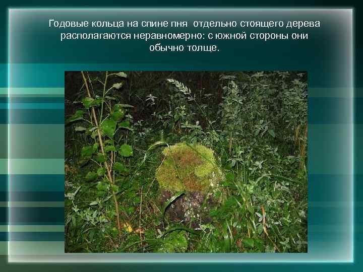 Годовые кольца на спине пня отдельно стоящего дерева располагаются неравномерно: с южной стороны они