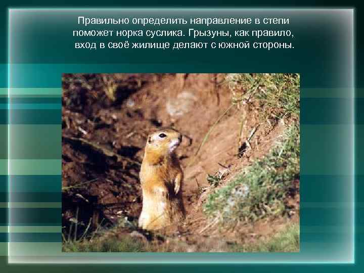 Правильно определить направление в степи поможет норка суслика. Грызуны, как правило, вход в своё