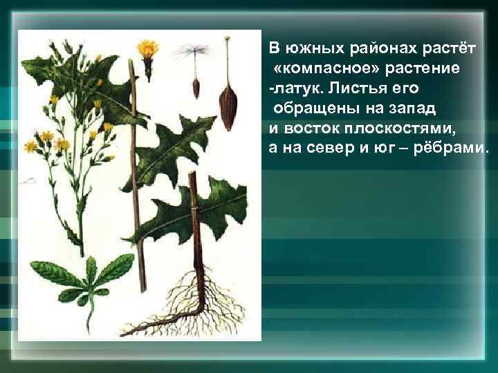 В южных районах растёт «компасное» растение -латук. Листья его обращены на запад и восток