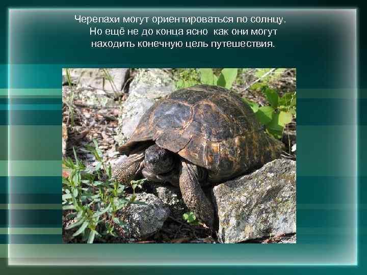 Черепахи могут ориентироваться по солнцу. Но ещё не до конца ясно как они могут