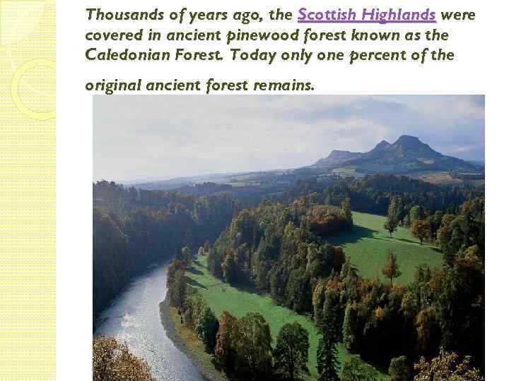 Thousands of years ago, the Scottish Highlands were covered in ancient pinewood forest known