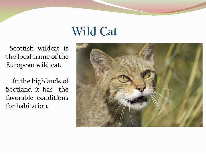 Wild Cat Scottish wildcat is the local name of the European wild cat. In
