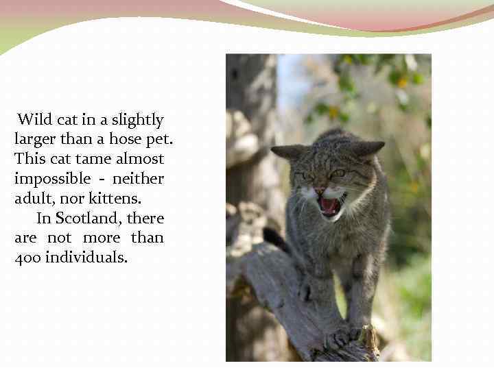 Wild cat in a slightly larger than a hose pet. This cat tame almost