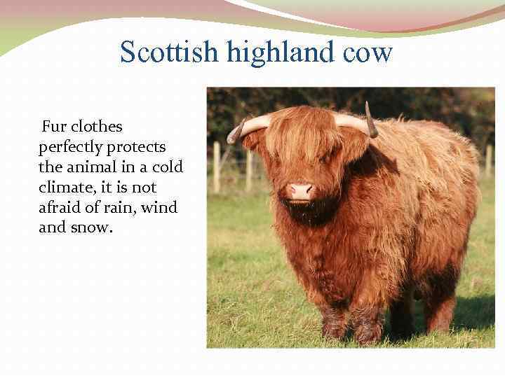 Scottish highland cow Fur clothes perfectly protects the animal in a cold climate, it