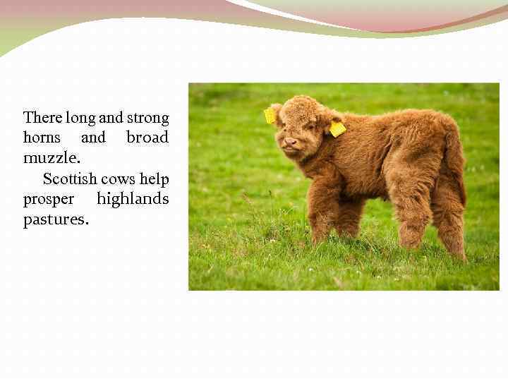 There long and strong horns and broad muzzle. Scottish cows help prosper highlands pastures.