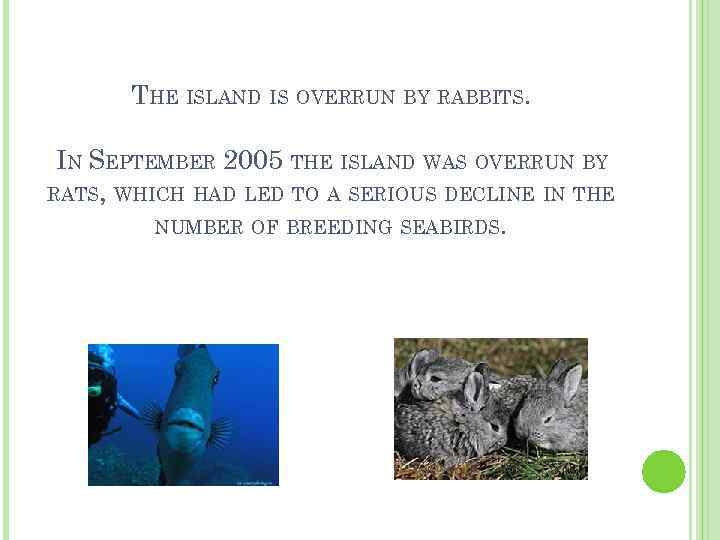 THE ISLAND IS OVERRUN BY RABBITS. IN SEPTEMBER 2005 THE ISLAND WAS OVERRUN BY