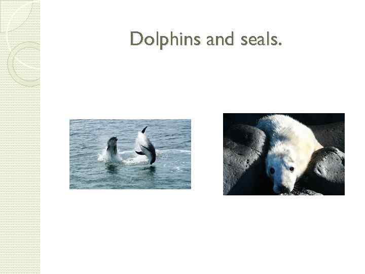Dolphins and seals. 