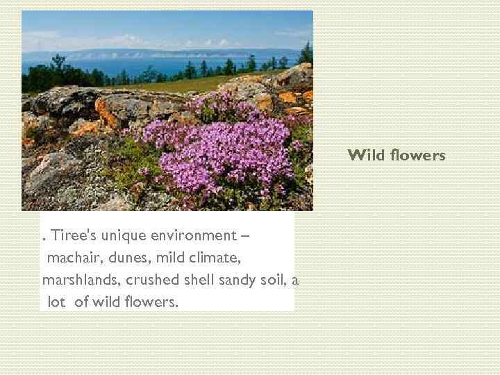 Wild flowers . Tiree's unique environment – machair, dunes, mild climate, marshlands, crushed shell