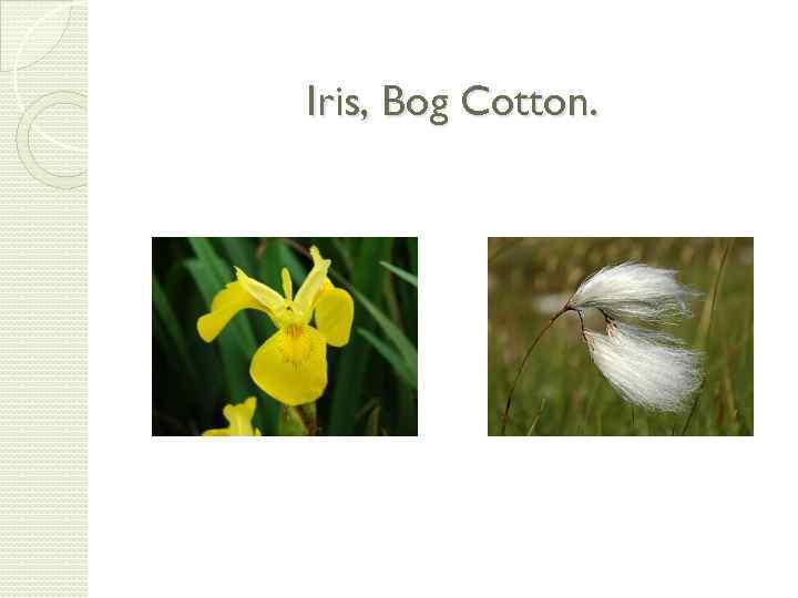 Iris, Bog Cotton. 