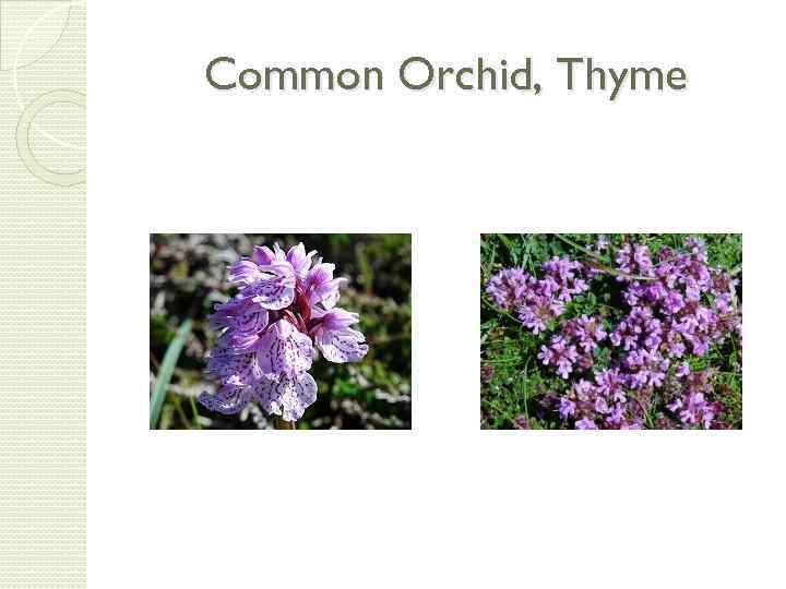 Common Orchid, Thyme 