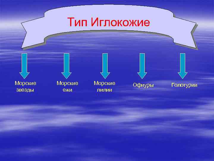 Тип Иглокожие Морские звезды Морские ежи Морские лилии Офиуры Голотурии 