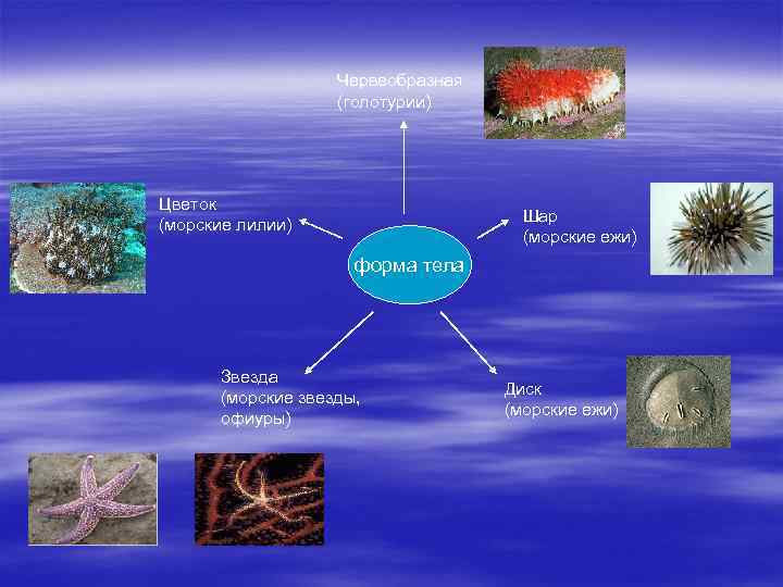 Червеобразная (голотурии) Цветок (морские лилии) Шар (морские ежи) форма тела Звезда (морские звезды, офиуры)
