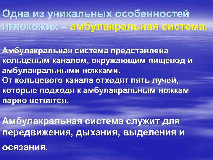 Одна из уникальных особенностей иглокожих – амбулакральная система. Амбулакральная система представлена кольцевым каналом, окружающим