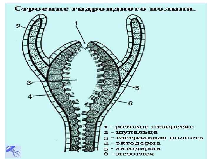 Полость кишечнополостных