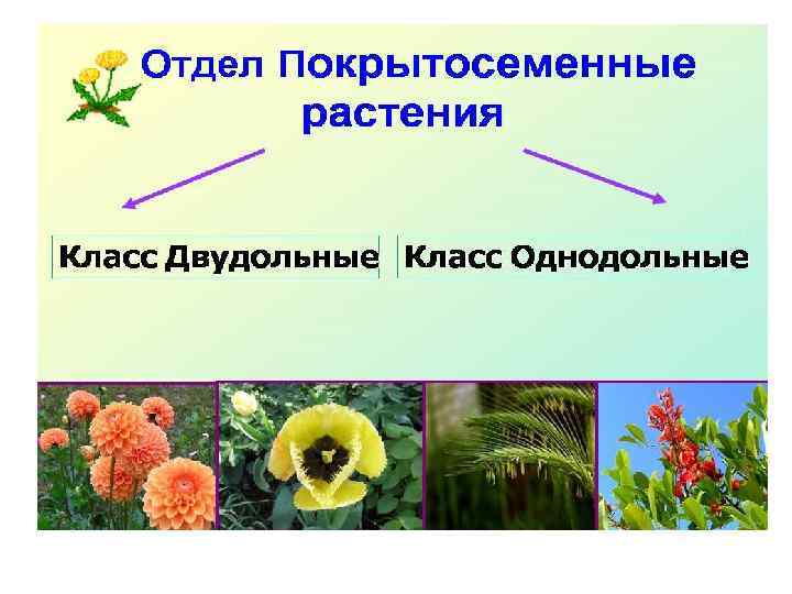 Тесты по цветковым растениям. Общая характеристика покрытосеменных. Какое растение относится к вечнозеленым. Проект по теме "представители покрытосеменных". Значение покрытосеменных растений 6 класс.