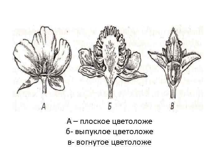 А – плоское цветоложе б- выпуклое цветоложе в- вогнутое цветоложе 