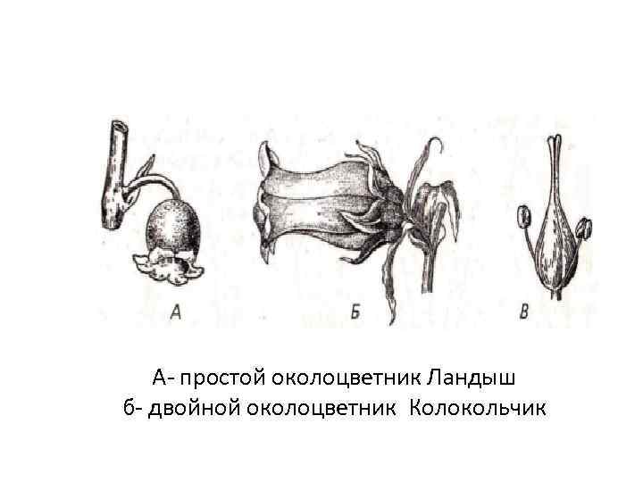 А- простой околоцветник Ландыш б- двойной околоцветник Колокольчик 