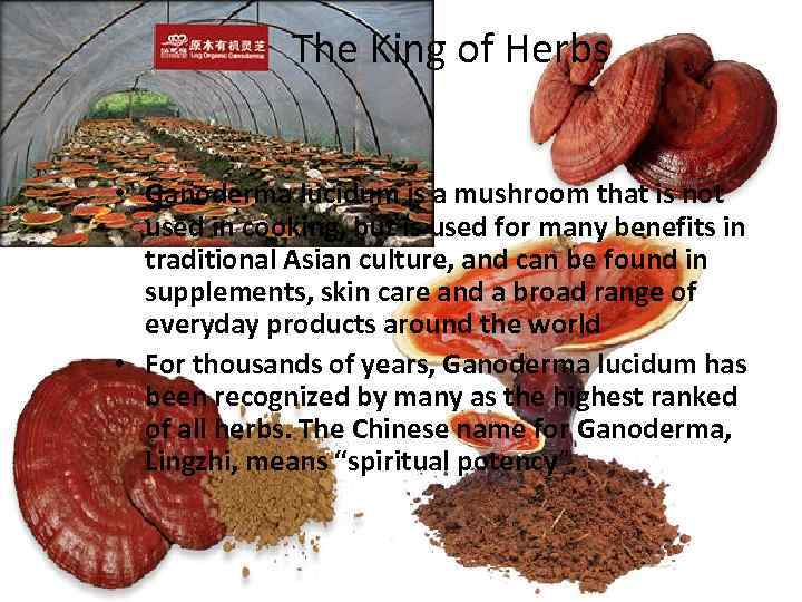 The King of Herbs • Ganoderma lucidum is a mushroom that is not used