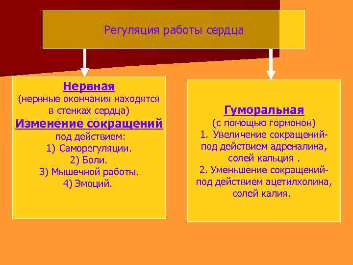 Регуляция работы сердца Нервная (нервные окончания находятся в стенках сердца) Изменение сокращений под действием: