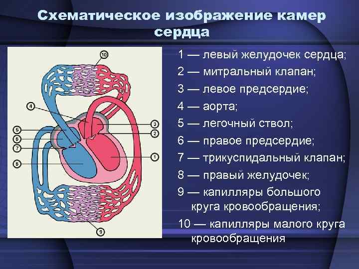 Схематичное изображение сердца