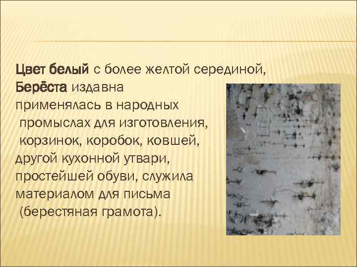 Цвет белый с более желтой серединой, Берёста издавна применялась в народных промыслах для изготовления,