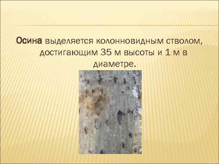 Осина выделяется колонновидным стволом, достигающим 35 м высоты и 1 м в диаметре. 
