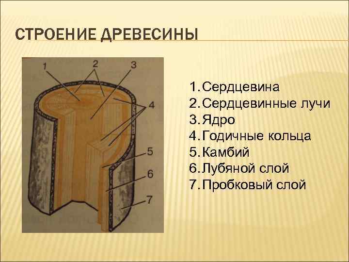 Схема ствола дерева