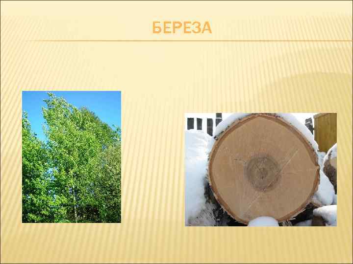 БЕРЕЗА 