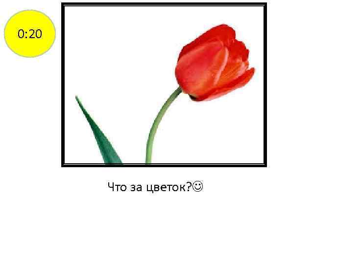 0: 20 Что за цветок? 