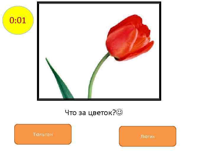 0: 01 Что за цветок? Тюльпан Лютик 