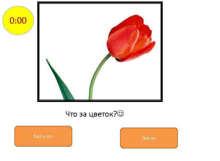 0: 00 Что за цветок? Тюльпан Лютик 