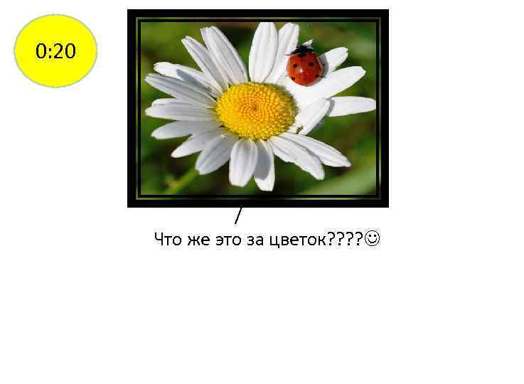 0: 20 / Что же это за цветок? ? 