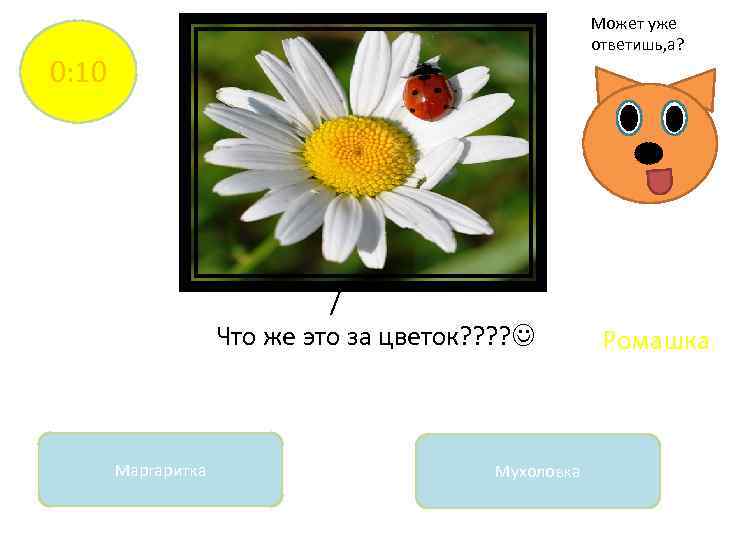 Может уже ответишь, а? 0: 10 / Что же это за цветок? ? Маргаритка