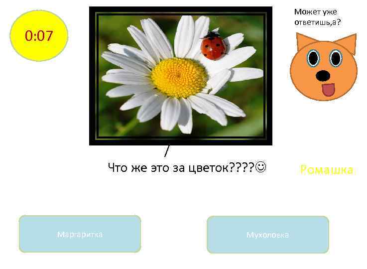 Может уже ответишь, а? 0: 07 / Что же это за цветок? ? Маргаритка