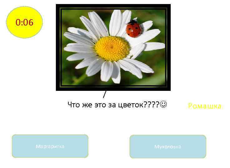 0: 06 / Что же это за цветок? ? Маргаритка Мухоловка Ромашка 